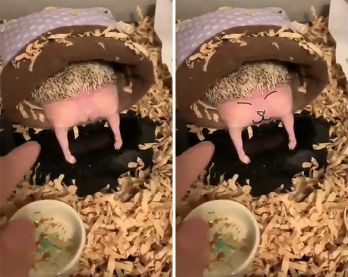 Person Notices How Defenseless Hedgehogs Become When Sleeping, And This Butt Thread Will Make Your Day 11