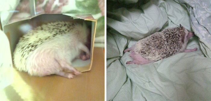 Person Notices How Defenseless Hedgehogs Become When Sleeping, And This Butt Thread Will Make Your Day 12