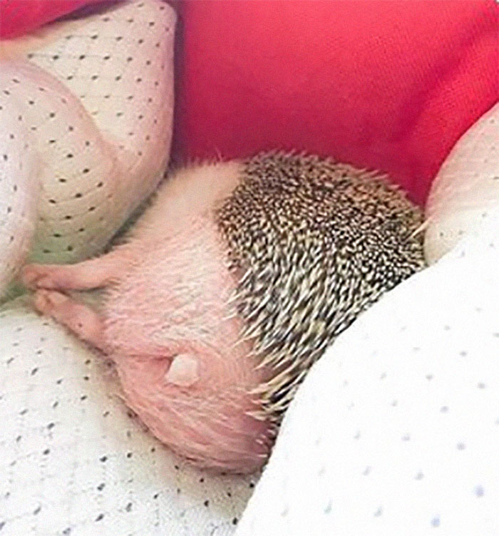 Person Notices How Defenseless Hedgehogs Become When Sleeping, And This Butt Thread Will Make Your Day 6