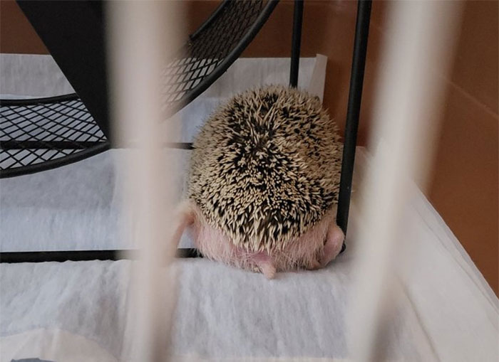 Person Notices How Defenseless Hedgehogs Become When Sleeping, And This Butt Thread Will Make Your Day 31