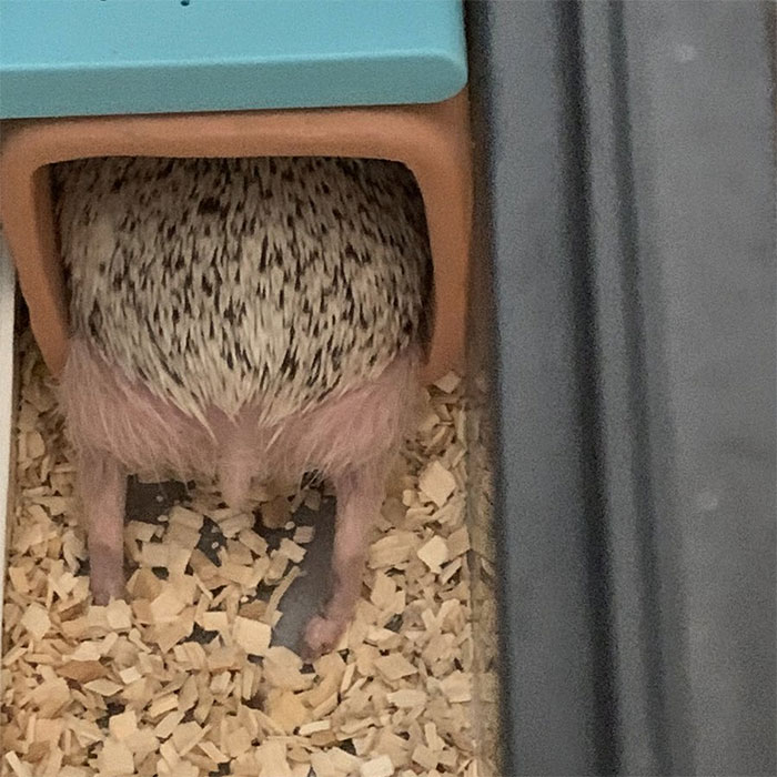 Person Notices How Defenseless Hedgehogs Become When Sleeping, And This Butt Thread Will Make Your Day 42