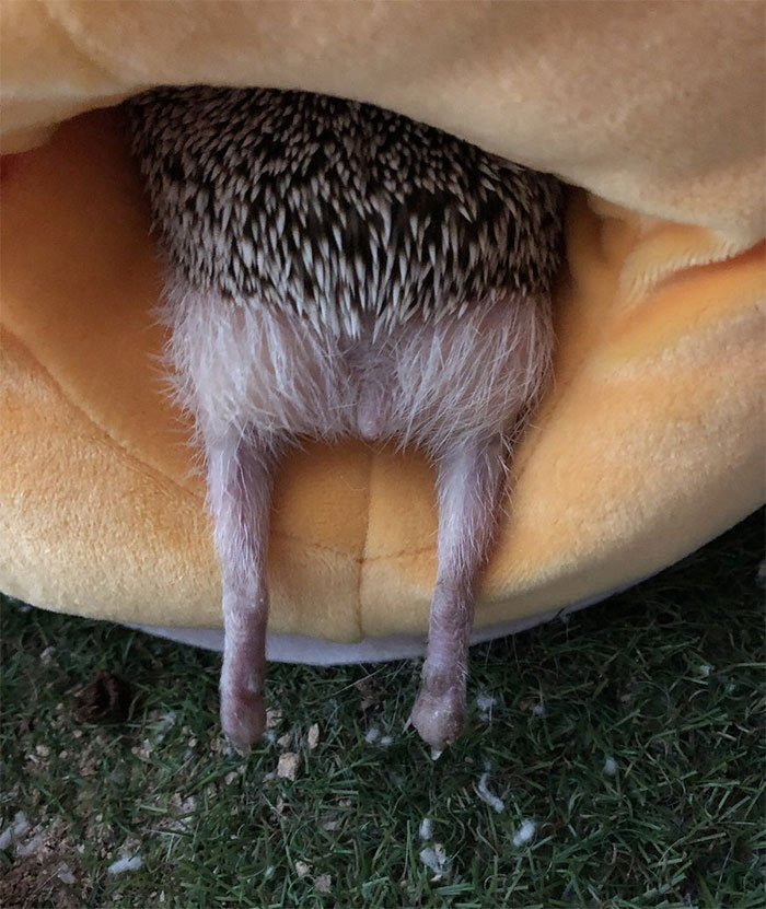 Person Notices How Defenseless Hedgehogs Become When Sleeping, And This Butt Thread Will Make Your Day 20