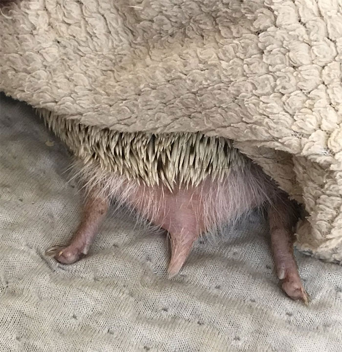 Person Notices How Defenseless Hedgehogs Become When Sleeping, And This Butt Thread Will Make Your Day 10