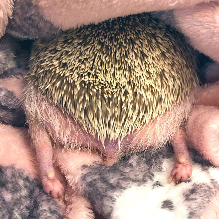 Person Notices How Defenseless Hedgehogs Become When Sleeping, And This Butt Thread Will Make Your Day 48