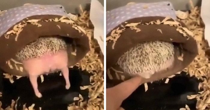 Person Notices How Defenseless Hedgehogs Become When Sleeping And