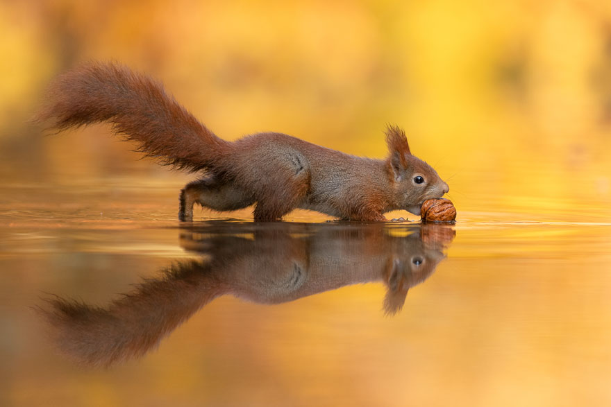 Photographer Waits Hours To Capture The Autumn Idyll Of Squirrels Carrying A Nut Over A Lake (8 Pics)