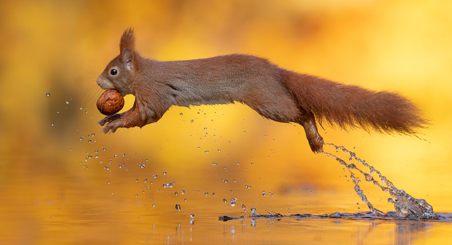 Photographer Waits Hours To Capture The Autumn Idyll Of Squirrels Carrying A Nut Over A Lake (8 Pics)