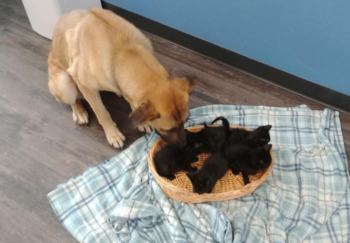 This Stray Dog Was Found Carrying Abandoned Kittens Off The Side Of The Road