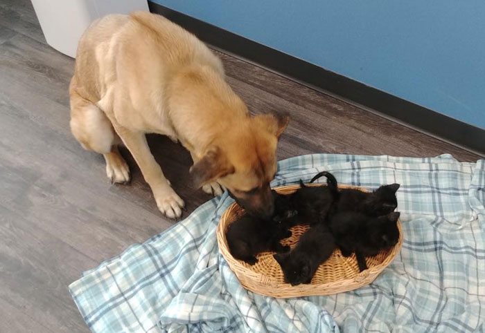 This Stray Dog Was Found Carrying Abandoned Kittens Off The Side Of The Road