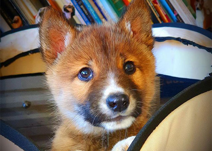This Puppy Gets Dropped By A Bird Of Prey, Turns Out He’s A Purebred Endangered Dingo