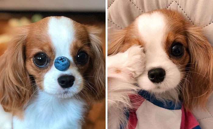 This Adorable 2-Year-Old Puppy Is So Tiny, It’s Hard To Believe He’s Fully Grown