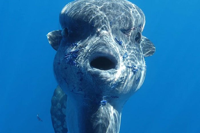 Person Hates Ocean Sunfish With Such Passion, They Post This Hilarious Rant And It Goes Viral