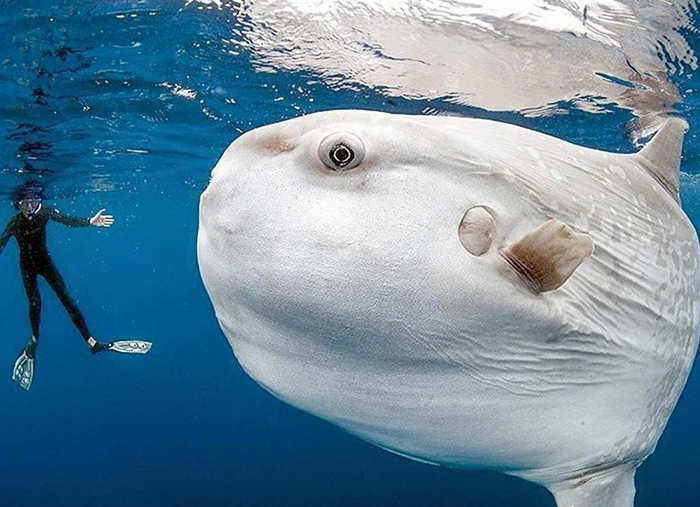 People Are Hysterical Over A Viral Sunfish Rant On Facebook