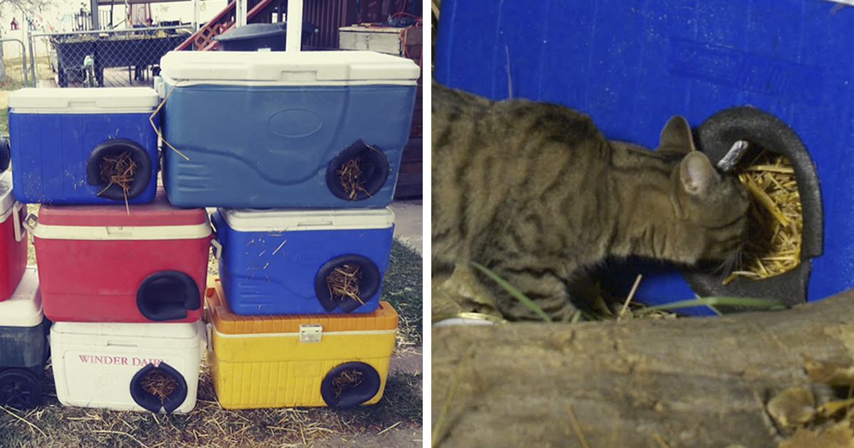 Man Makes Winter Shelters For Stray Cats Out Of Discarded Coolers Bored Panda - Diy Insulated Feral Cat Shelter