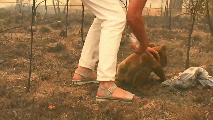 Woman Saves A Scorched And Screaming Koala With The Shirt Off Her Own Back