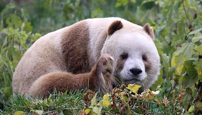 The World’s Only Captive Brown Panda That Was Bullied As A Cub Gets Adopted