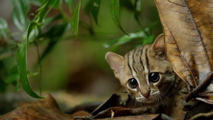 This Is The World's Tiniest Wild Cat, And It Might Be The Cutest Thing You'll See Today