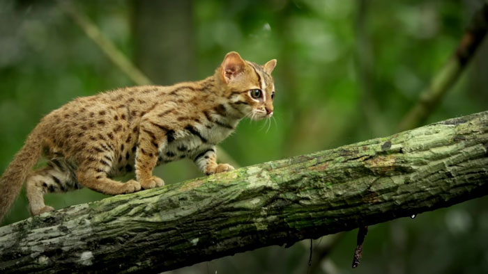 This Is The World's Tiniest Wild Cat, And It Might Be The Cutest Thing  You'll See Today | Bored Panda