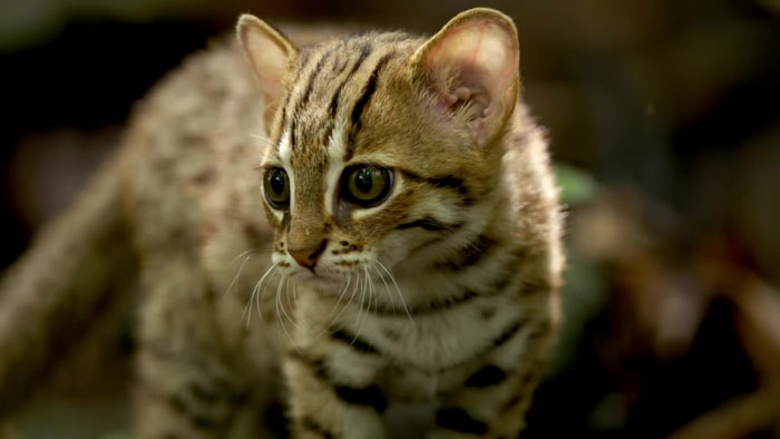 This Is The World's Tiniest Wild Cat, And It Might Be The Cutest Thing You'll See Today