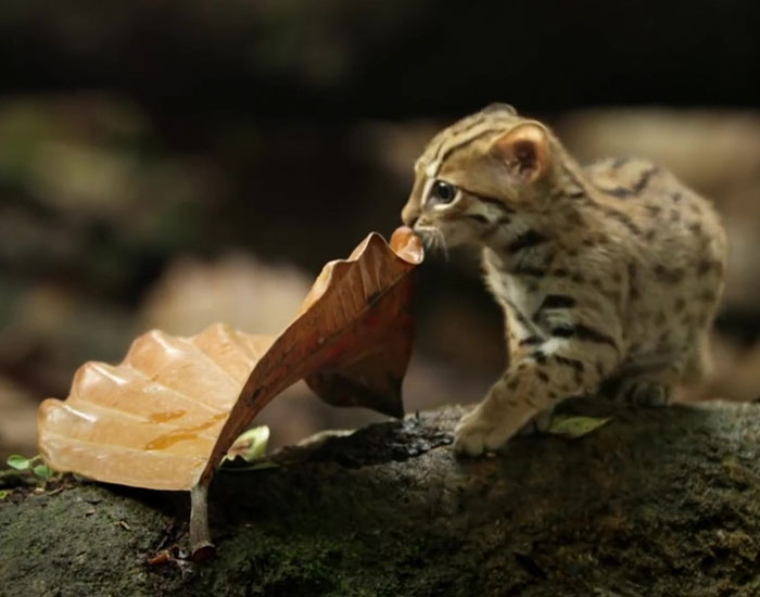 This Is The World’s Tiniest Wild Cat, And It Might Be The Cutest Thing You’ll See Today