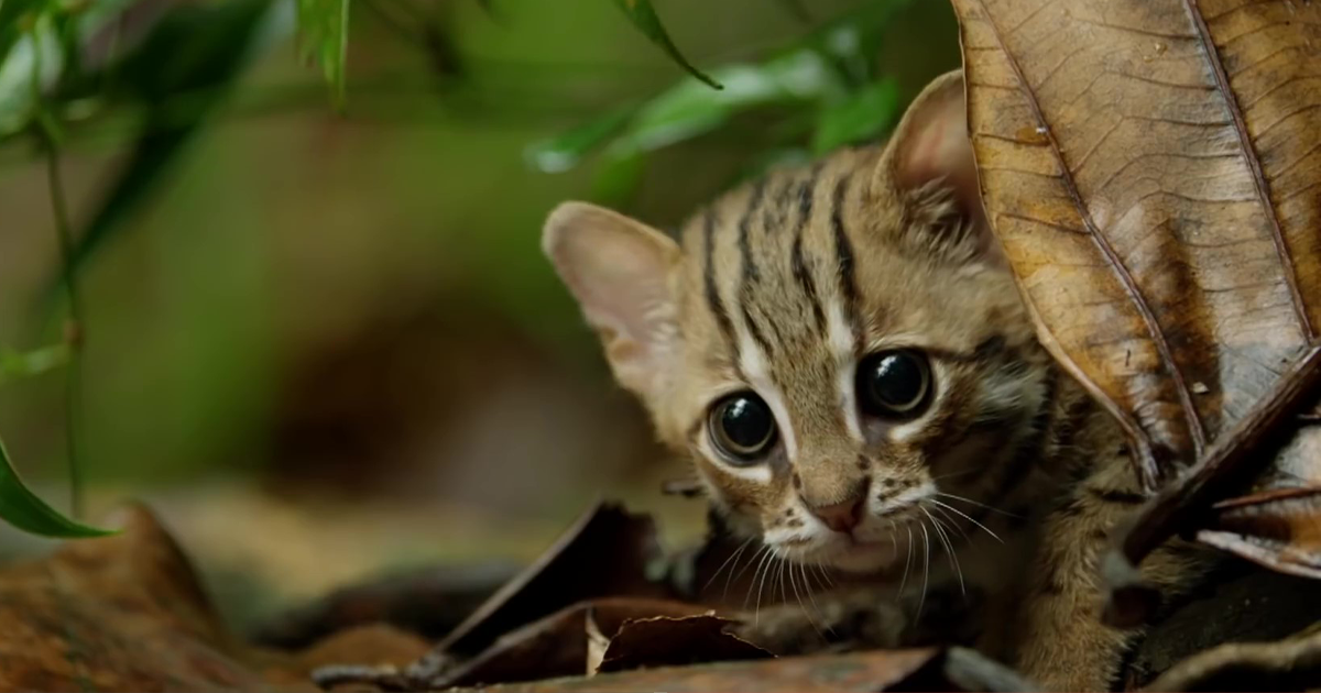 This Is The World's Tiniest Wild Cat, And It Might Be The Cutest Thing  You'll See Today | Bored Panda