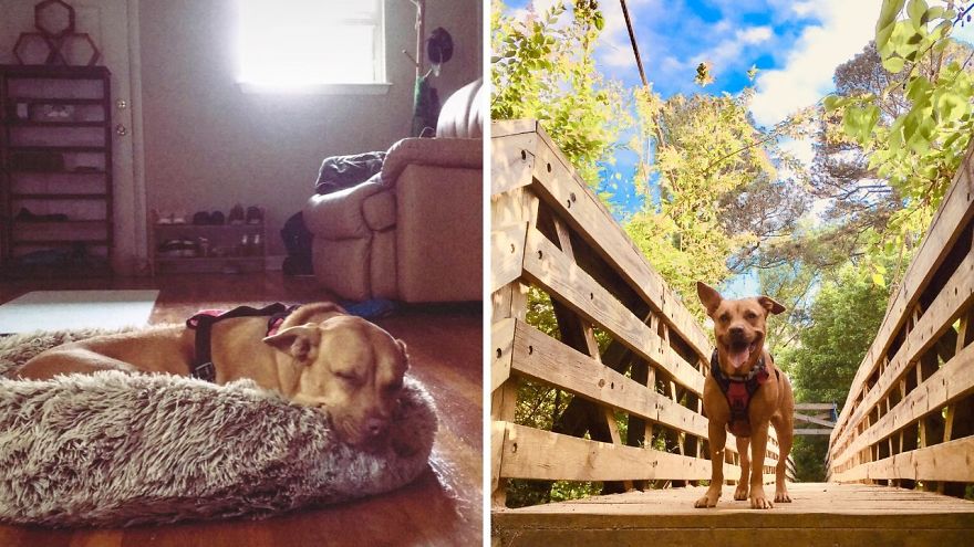 I Fostered 6 Rescue Dogs And They All Live Happily Ever After