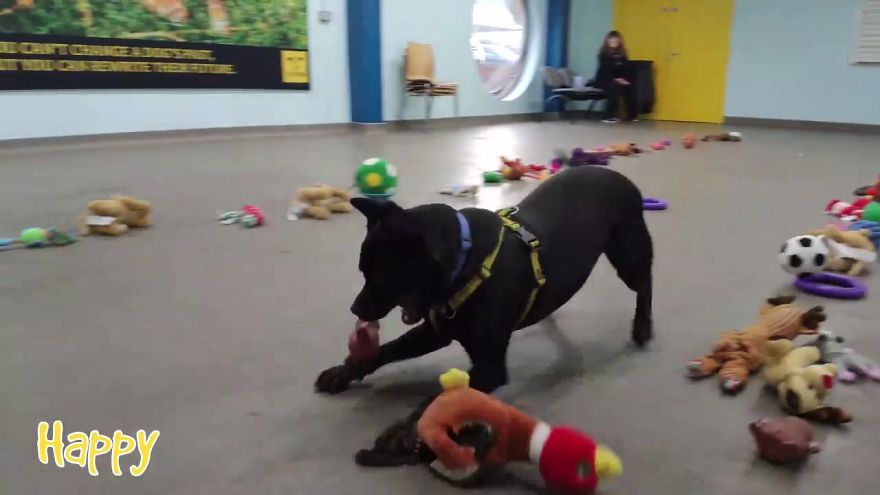 35 Dogs Were Allowed To Pick Their Own Christmas Gifts At Animal Shelter, And Here's What Happened