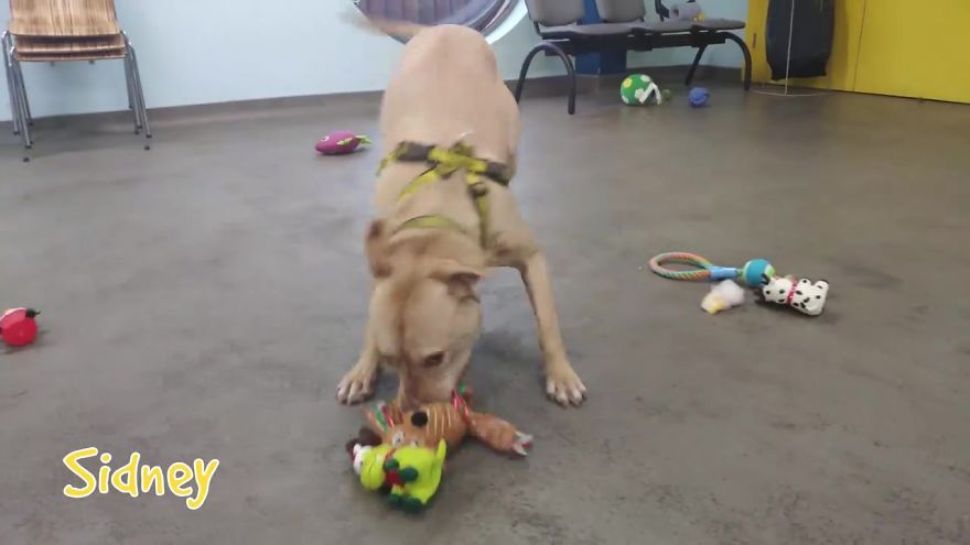 35 Dogs Were Allowed To Pick Their Own Christmas Gifts At Animal Shelter, And Here's What Happened