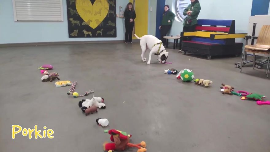 Esto es lo que pasó cuando dejaron que 35 perros del refugio de animales eligieran sus propios regalos navideños