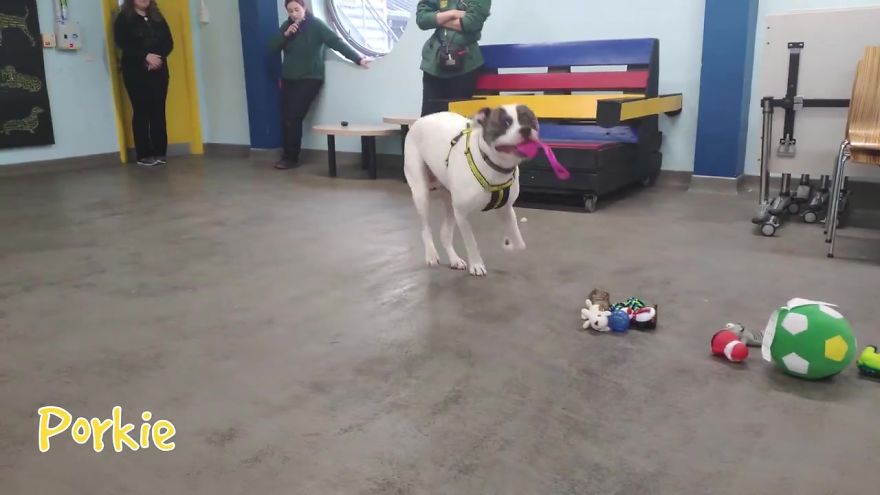 Esto es lo que pasó cuando dejaron que 35 perros del refugio de animales eligieran sus propios regalos navideños
