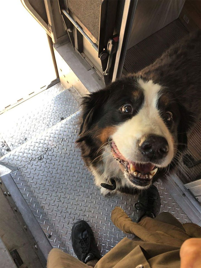 Turns Out, UPS Drivers Have A Facebook Group About Dogs They Meet On Their Routes, And It Will Make Your Day (New Pics)