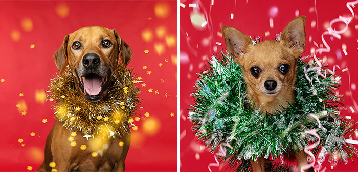 I Did A Photoshoot Called ’12 Dogs Of Christmas’ To Get Into The Holiday Spirit