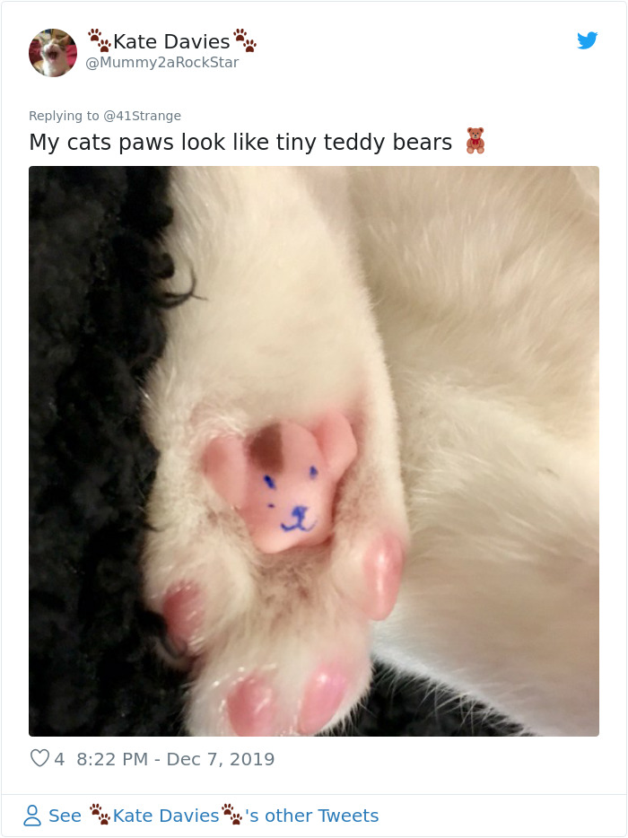 cat paw teddy bear