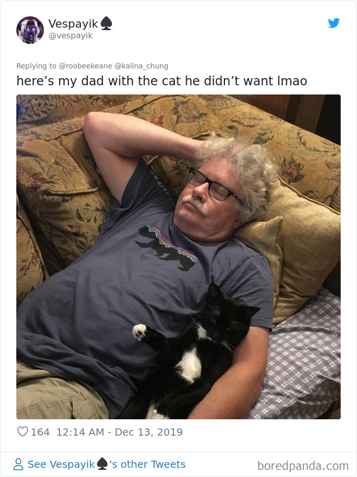 Parents-Didnt-Want-Cat-Now-Loves-Them
