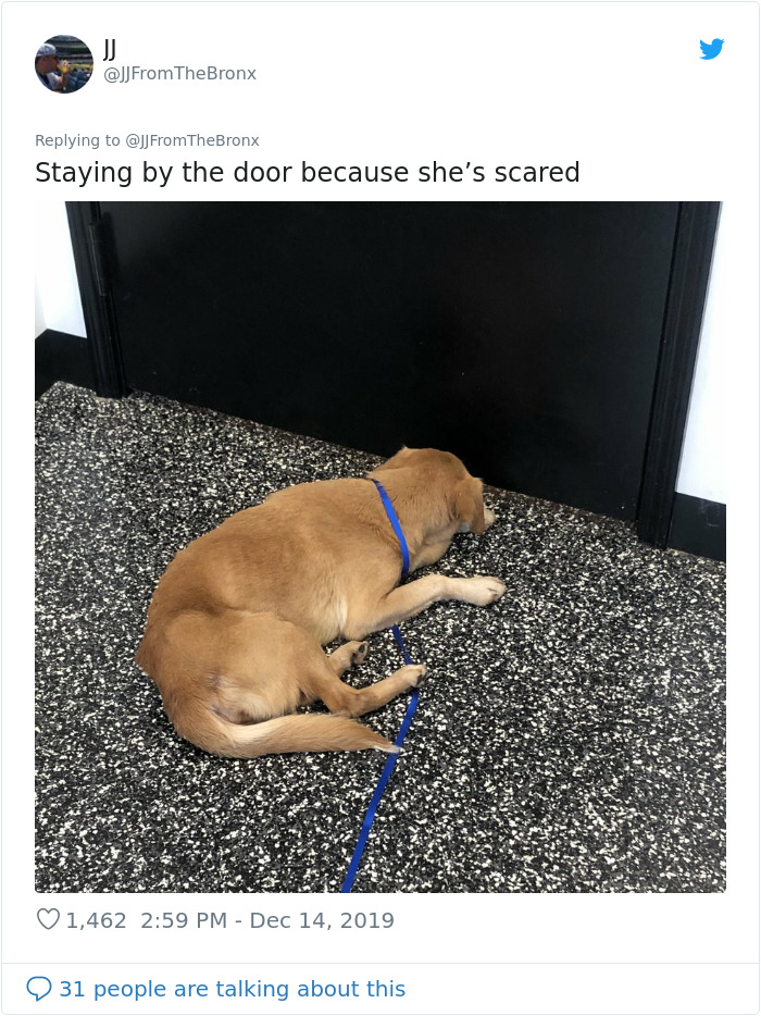 Guy Accidentally Leaves His Front Door Open, Gets 'Chosen' By A Stray Dog Who Walked In At Night