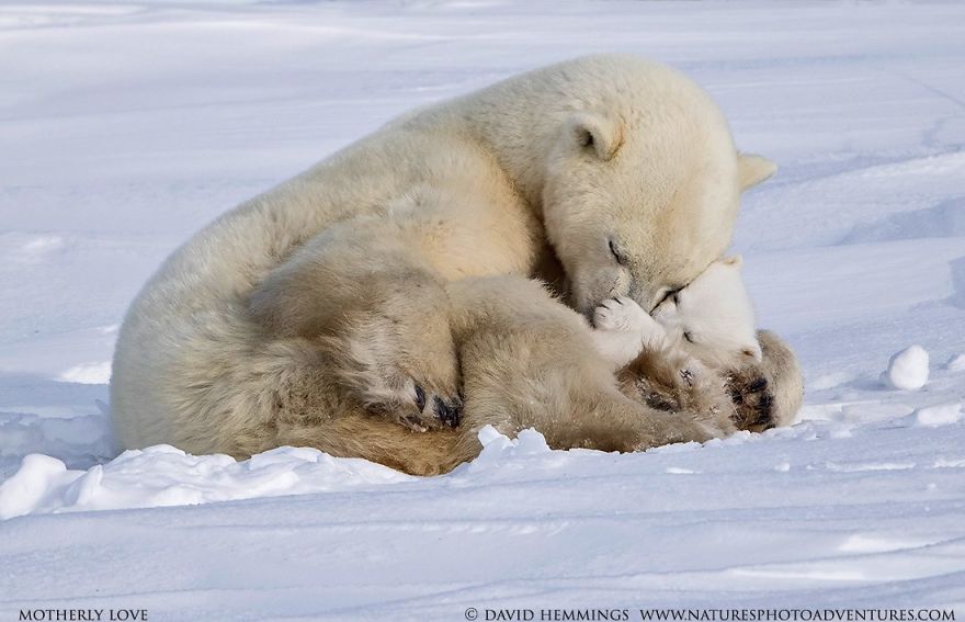 I Photographed Amazing Polar Bears And Cubs In The Wild