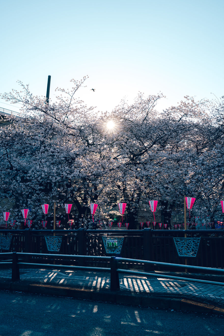 Early Morning Cherry Blossoms