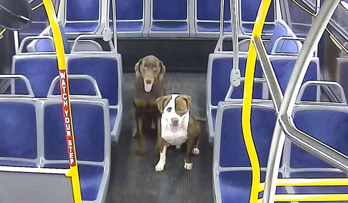 This Bus Driver Notices 2 Lost Dogs On The Roadside, Helps Them Make It Home For The Holidays
