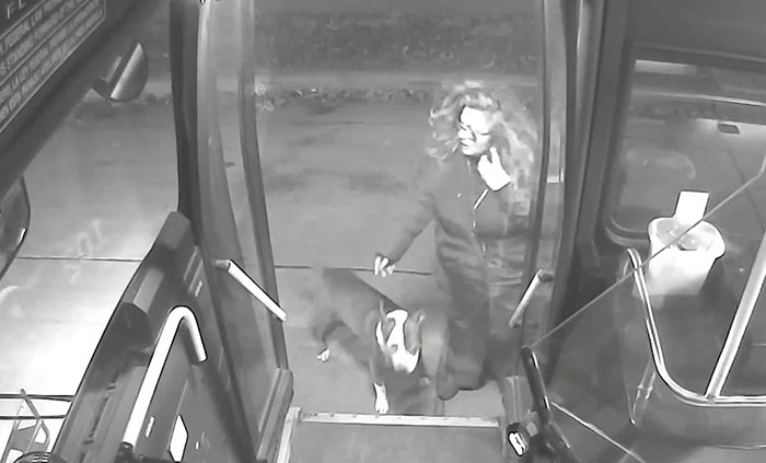 This Bus Driver Notices 2 Lost Dogs On The Roadside, Helps Them Make It Home For The Holidays