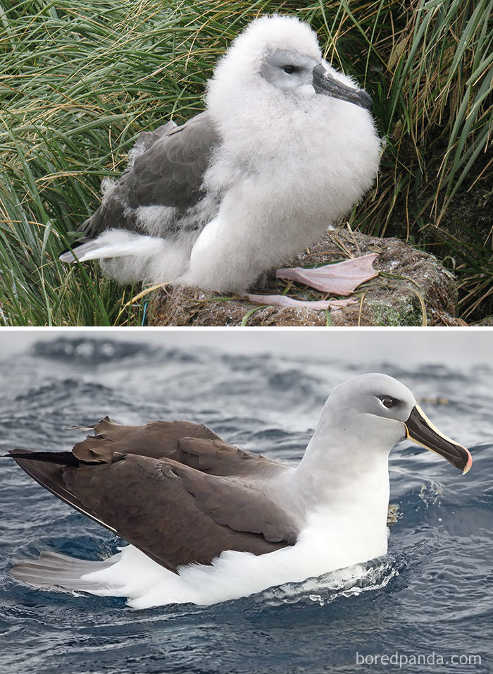 Albatros de cabeza gris