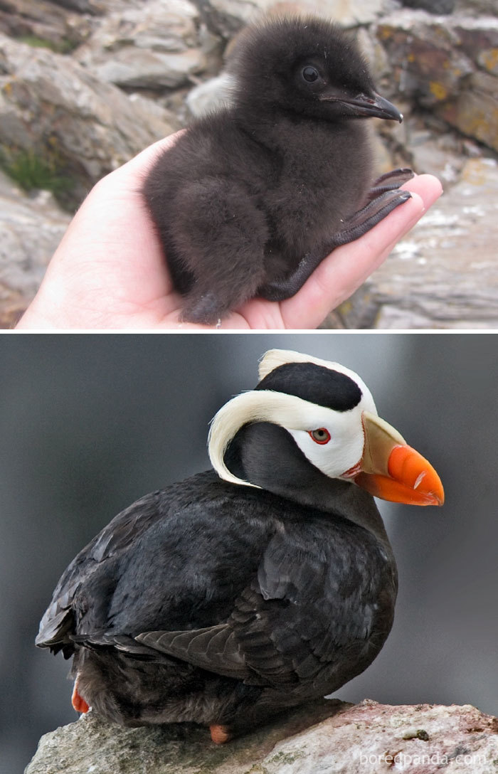 Tuffted Puffin
