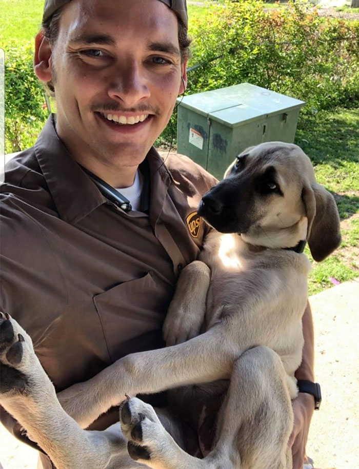 UPS-Drivers-Meets-Animals-Dogs