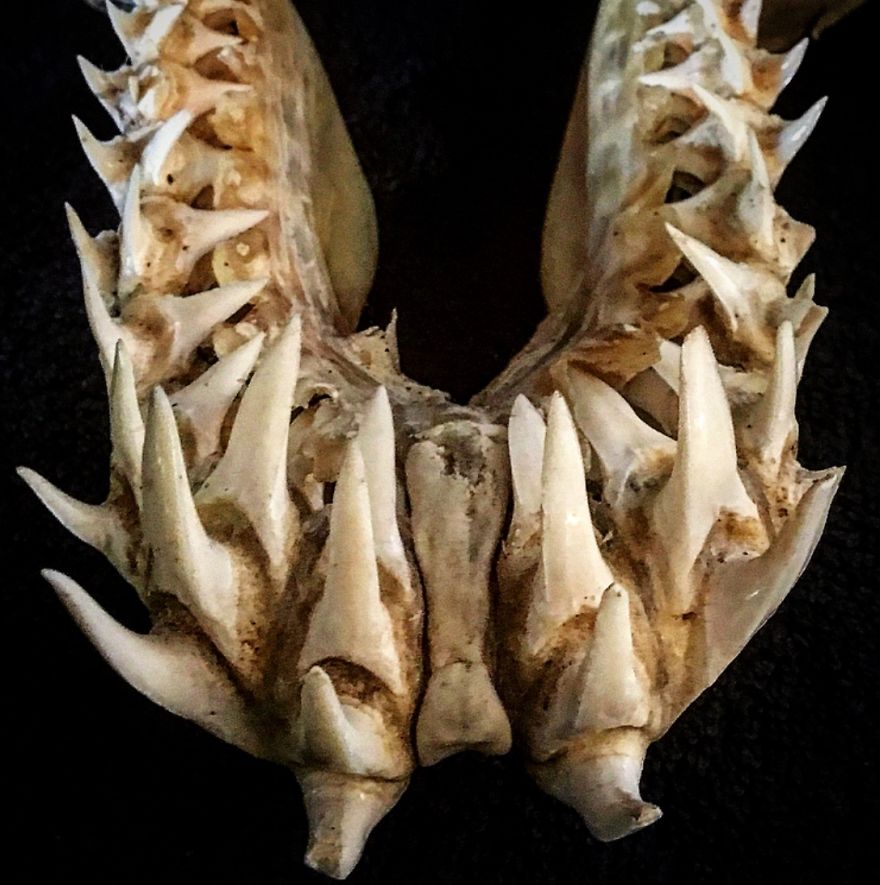 The Teeth Of A Mako Shark