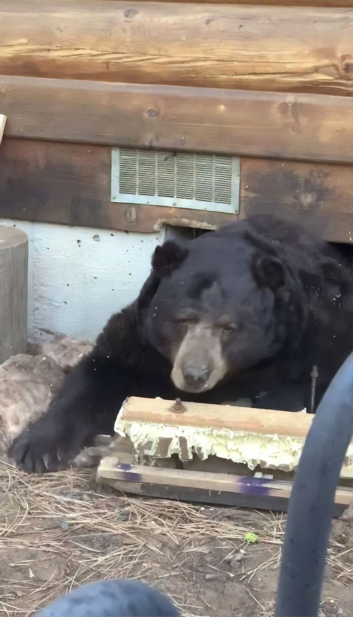 This Family Was Shocked To Find That A Giant Bear Has Moved In Under Their House