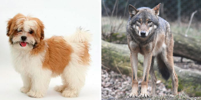 Estas sorprendentes parejas de animales tienen aspecto similar pero son genéticamente incompatibles