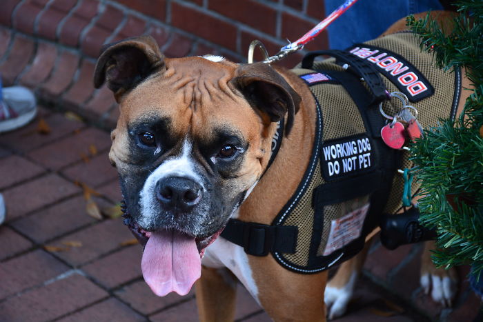 There's A Prison Program That Allows Inmates To Train Service Dogs