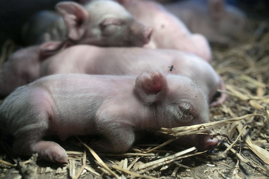 Sleeping Piglets On A Pig Farm