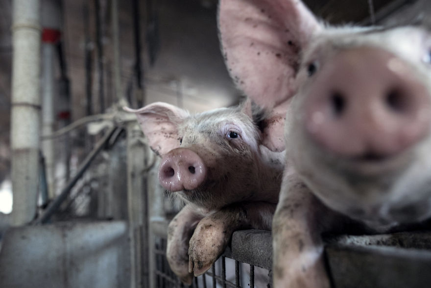 Curious Pigs On A Pig Farm In Poland