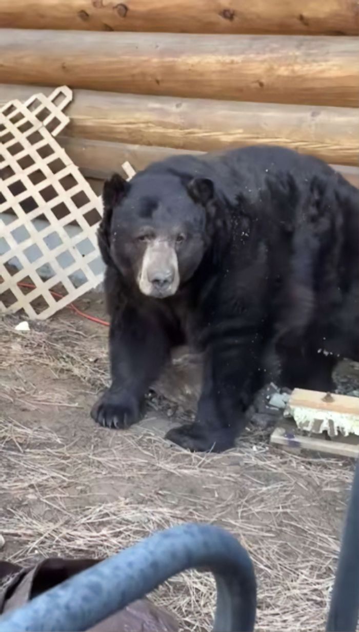 This Family Was Shocked To Find That A Giant Bear Has Moved In Under Their House