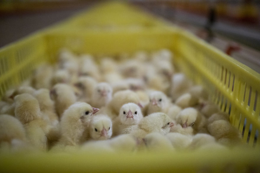 One-Day-Old Broiler Chickens